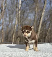 Red, a male Pomsky for sale in Framingham, MA – Photo 6 of 6