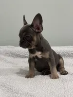 Trinity , a female French Bulldog for sale in Framingham, MA – 6 of 9
