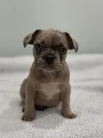 Nutella, a female French Bulldog for sale in Framingham, MA – 4 of 7