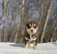 Red, a male Pomsky for sale in Framingham, MA – 3 of 5