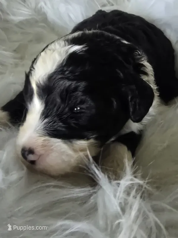 Star – Sheepadoodle puppy for sale in Cissna Park, IL