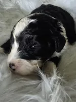 Star, a female Sheepadoodle for sale in Cissna Park, IL – 1 of 2