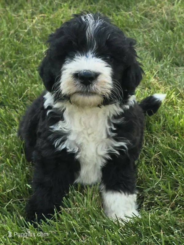 Justice – Sheepadoodle puppy for sale in Cissna Park, IL