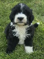 Justice, a male Sheepadoodle for sale in Cissna Park, IL – 1 of 3
