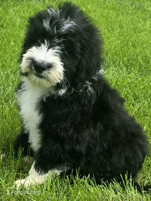 Justice – Sheepadoodle puppy for sale in Cissna Park, IL
