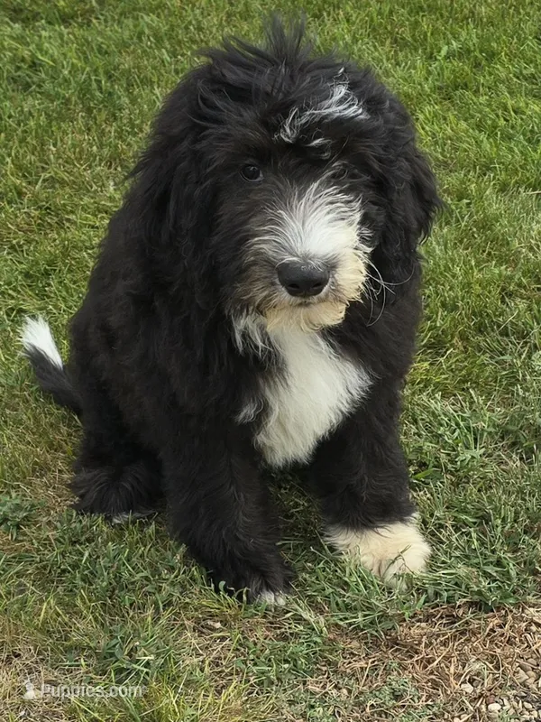 Lincoln – Sheepadoodle puppy for sale in Cissna Park, IL