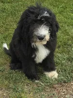 Lincoln, a male Sheepadoodle for sale in Cissna Park, IL – 1 of 4