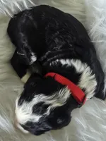 Betsy, a female Sheepadoodle for sale in Cissna Park, IL – 4 of 4