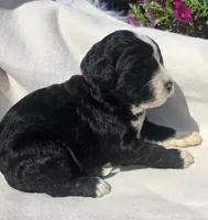 Courage, a male Sheepadoodle for sale in Cissna Park, IL – 3 of 4