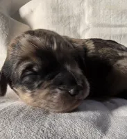 Thor, a male Pyredoodle for sale in Cissna Park, IL – Photo 4 of 7