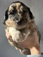 Thor, a male Pyredoodle for sale in Cissna Park, IL – Photo 1 of 7