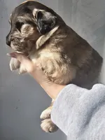 Thor, a male Pyredoodle for sale in Cissna Park, IL – Photo 7 of 7