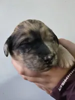 Thor, a male Pyredoodle for sale in Cissna Park, IL – Photo 5 of 7