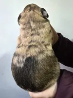 Thor, a male Pyredoodle for sale in Cissna Park, IL – Photo 2 of 7