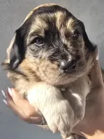 Thor, a male Pyredoodle for sale in Cissna Park, IL – Photo 6 of 7