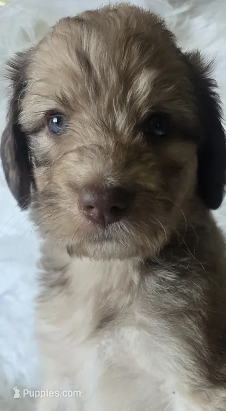 Athena – Pyredoodle puppy for sale in Cissna Park, IL