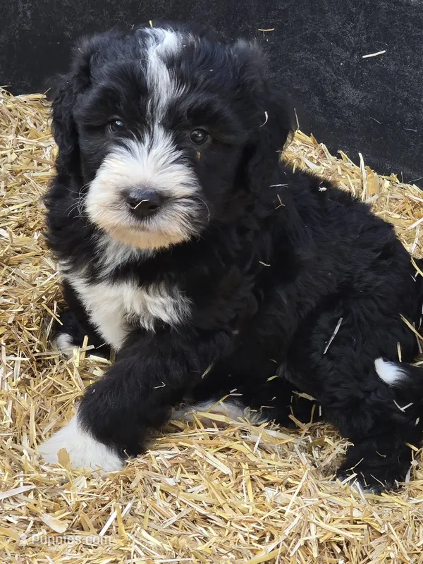 Truth – Sheepadoodle puppy for sale in Cissna Park, IL