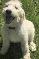 Layla, a female Pyredoodle for sale in Cissna Park, IL – 5 of 6