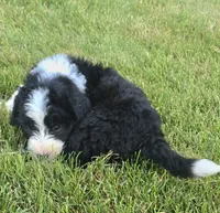 Brave, a male Sheepadoodle for sale in Cissna Park, IL – 1 of 3
