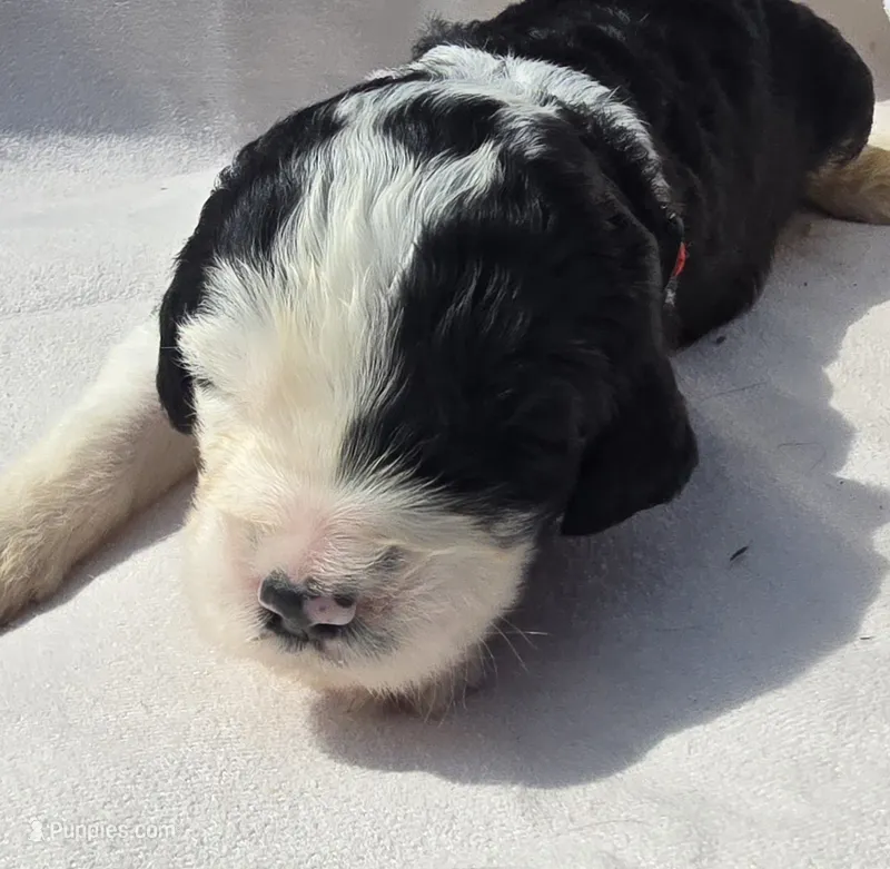 Betsy – Sheepadoodle puppy for sale in Cissna Park, IL