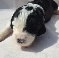 Betsy, a female Sheepadoodle for sale in Cissna Park, IL – 1 of 4
