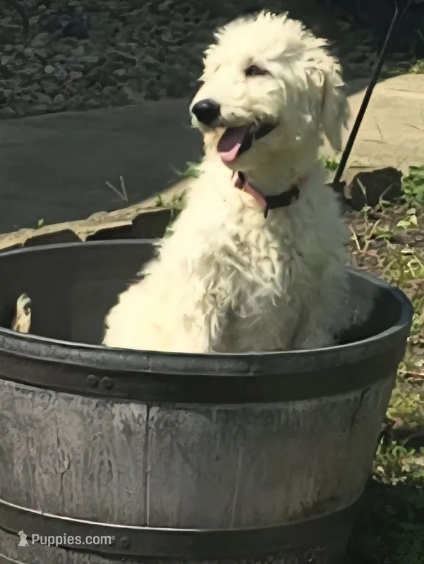 Venus – Pyredoodle puppy for sale in Cissna Park, IL