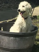 Layla, a female Pyredoodle for sale in Cissna Park, IL – 1 of 6