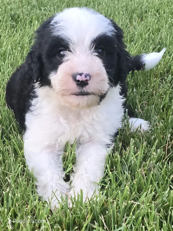 Glory – Sheepadoodle puppy for sale in Cissna Park, IL