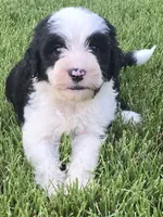 Glory, a female Sheepadoodle for sale in Cissna Park, IL – 2 of 5