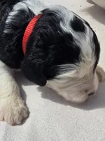 Betsy, a female Sheepadoodle for sale in Cissna Park, IL – 3 of 4