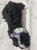Star, a female Sheepadoodle for sale in Cissna Park, IL – 2 of 2
