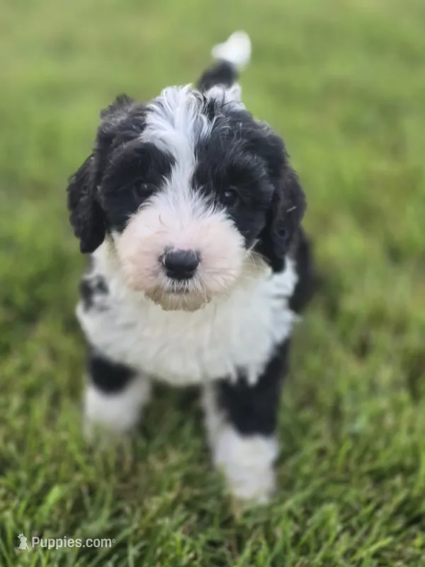 Liberty – Sheepadoodle puppy for sale in Cissna Park, IL