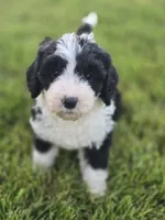 Liberty, a female Sheepadoodle for sale in Cissna Park, IL – 3 of 6