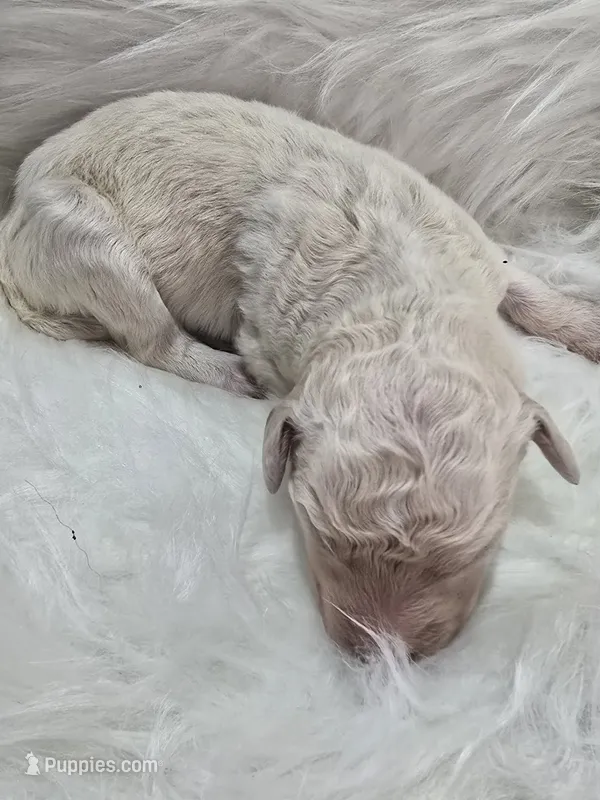 Venus – Pyredoodle puppy for sale in Cissna Park, IL