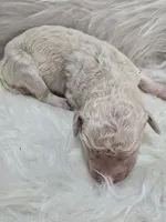 Venus, a female Pyredoodle for sale in Cissna Park, IL – 1 of 1