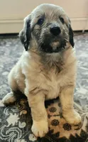 Merlin, a male Pyredoodle for sale in Cissna Park, IL – 1 of 4