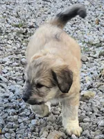 Anna, a female Pyredoodle for sale in Cissna Park, IL – 3 of 3