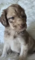 Athena, a female Pyredoodle for sale in Cissna Park, IL – 4 of 4