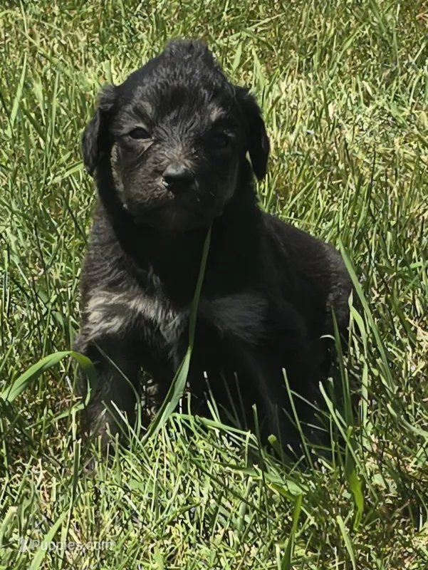 Lyra – Pyredoodle puppy for sale in Cissna Park, IL