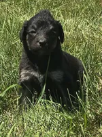 Lyra, a female Pyredoodle for sale in Cissna Park, IL – 4 of 6