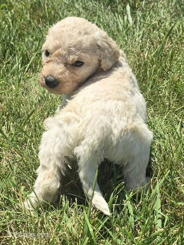 Venus – Pyredoodle puppy for sale in Cissna Park, IL