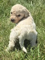 Venus, a female Pyredoodle for sale in Cissna Park, IL – 1 of 4
