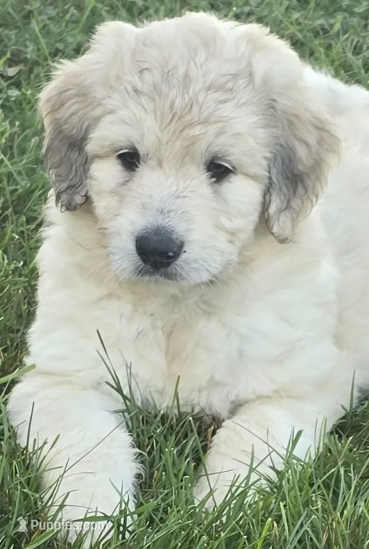 Arthur – Pyredoodle puppy for sale in Cissna Park, IL