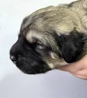 Zeus, a male Pyredoodle for sale in Cissna Park, IL – Photo 2 of 4