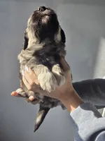 Zeus, a male Pyredoodle for sale in Cissna Park, IL – Photo 3 of 4