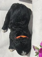 Courage, a male Sheepadoodle for sale in Cissna Park, IL – 4 of 4