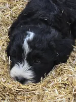 Truth, a male Sheepadoodle for sale in Cissna Park, IL – 2 of 2