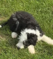 Dolly, a female Sheepadoodle for sale in Cissna Park, IL – 3 of 4