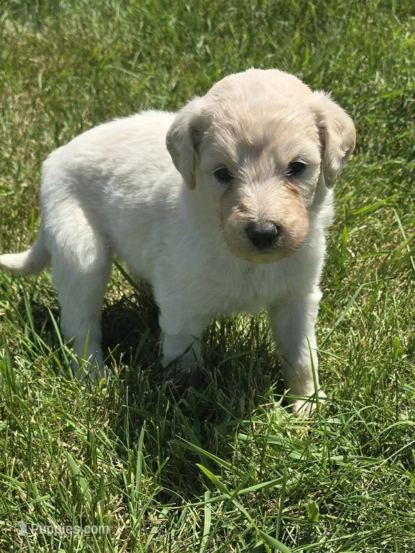 Nova – Pyredoodle puppy for sale in Cissna Park, IL