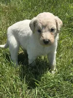 Nova, a female Pyredoodle for sale in Cissna Park, IL – 3 of 6